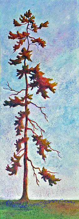 Tall Tree